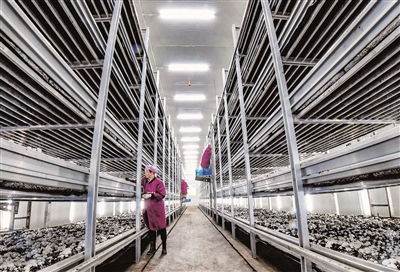 蘑菇种植工厂化 特色产品开辟乡村振兴新路径